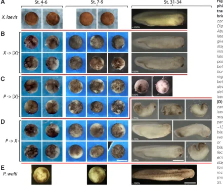 Fig. 2. Development of am-