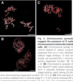 TABLE 2DEVELOPMENT AND SURVIVAL OF POST-BLASTULA STAGE NUCLEAR TRANSFER HYBRIDS