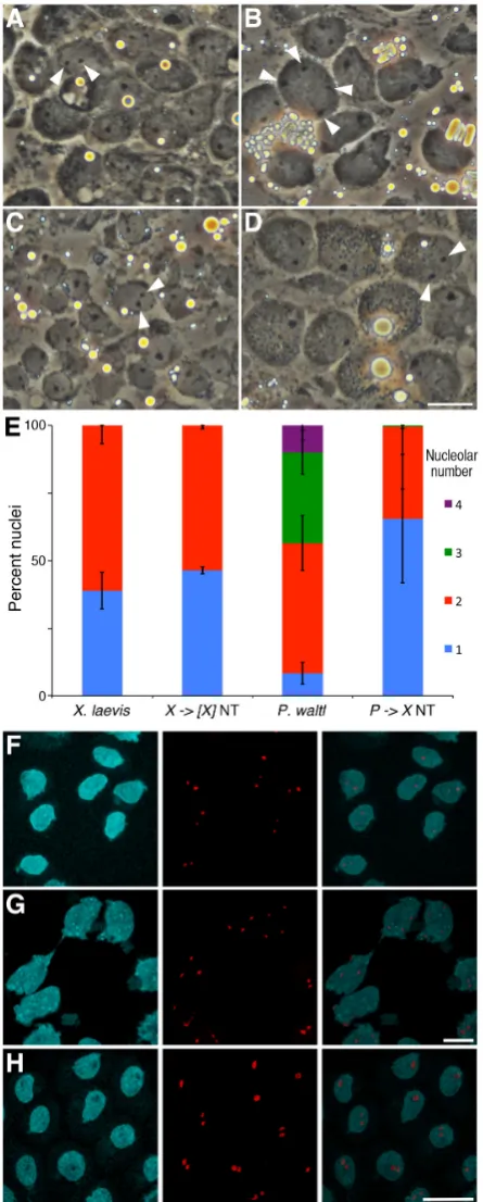 Fig. 4. Nucleolar numbers suggest the presence of P. waltl nucleolar organizing centers in interorder hybrid cells