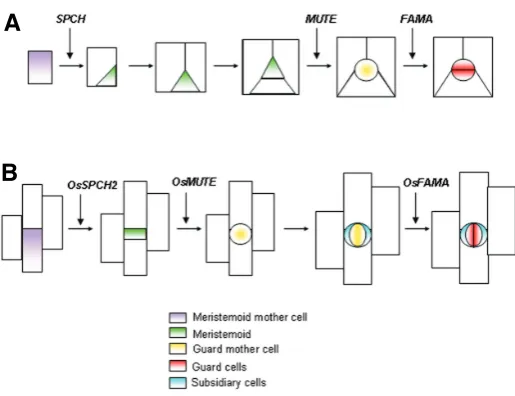 Fig. 2. Finally, mother cell then divide asymmetrically to form stomatal subsidiary cells.do not manifest stem cell properties