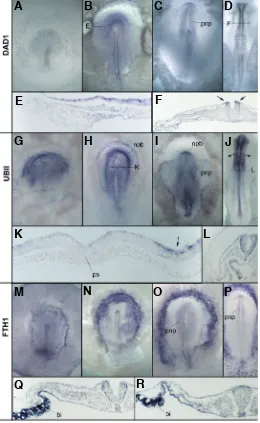 Fig. 1. Expression of Dad1, UbII and Fth1. creased expression in the neural tube at stage 11 (L)