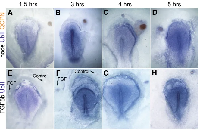 Fig. 6. Induction of UbII by Hensen’s node and byFGF8. Grafts of quail Hensen’s nodes into chick hosts