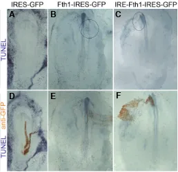 Fig. 8. Fth1 promotes apoptosis. Embryos electroporated with are shown after initial TUNEL staining (in blue in A-C) and after subsequentelectroporated with the empty vector IRES-GFP (A,D)