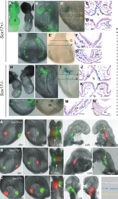 Fig. 3. Contribution of graft-derived