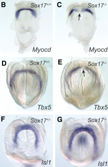 Fig. 5. Expression of heart genes in Sox17-/-mount N=3 for each assay (* P<0.05 by t test)