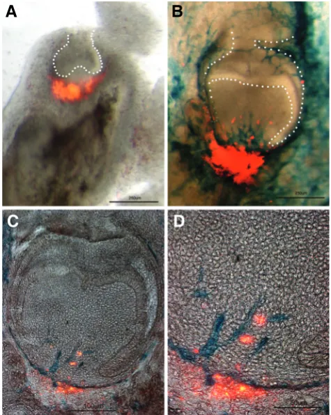 Fig. 2. Cell migration into the dental