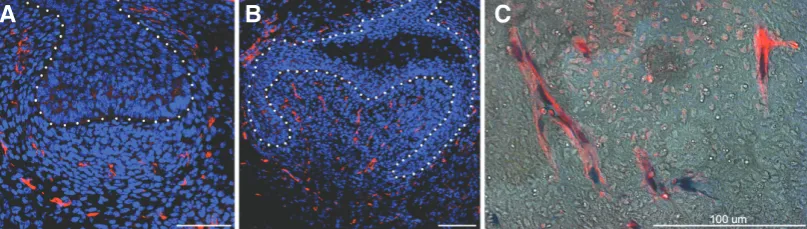 Fig. 4. Contribution of mesodermally-derived cells to molar development.