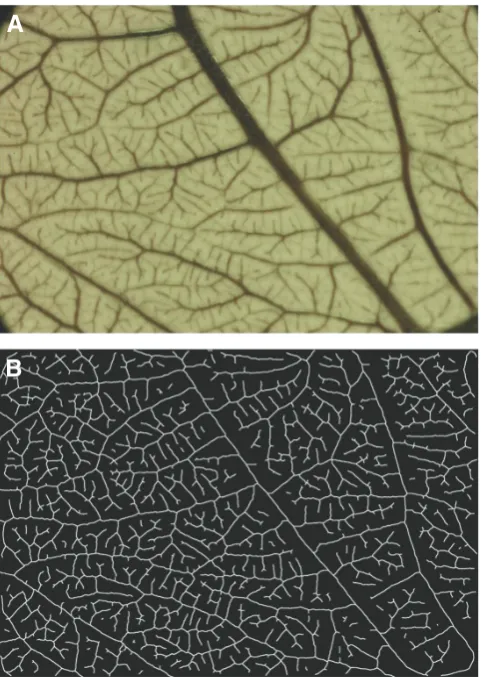 Fig. 4. Original picture and final binary skeleton image used forstructural analysis. network plained in 15 An original picture of a sample of embryonic day (ED)(A) and the according binary image of the skeleton of the vascular(B) obtained after the differ