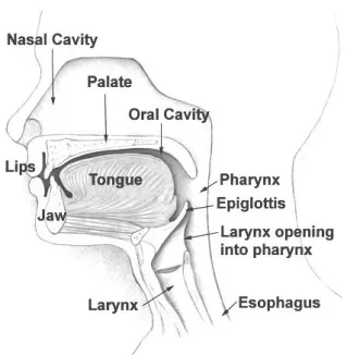 Figure 2.10: Speech vocal tract (source [3])