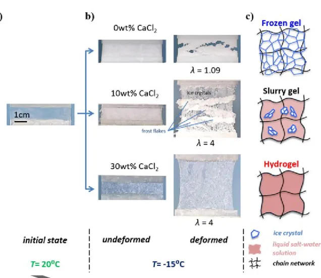 Figure  1.  Hydrogel  behavior  in  subzero  environment  illustrated  for  three  different  CaCl 2 - -containing  gels:  a)  the  initial  state  at  room  temperature,  b)  the  undeformed  and  deformed  state at -15°C, and c) the corresponding molecul