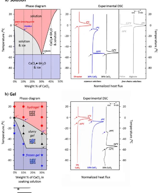Figure  2.  Phase  diagram  and  experimental  DSC  of  the  aqueous  CaCl 2   solution  and  the  CaCl 2 -containing gel