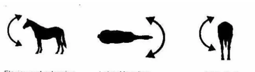 Fig. 1 The three different movements in the vertebral column. 