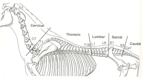 Fig. 2 The vertebral column of the horse. 
