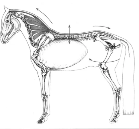 Fig. 7 A horse in “relative elevation” with a released back allowing the muscles to  work properly will be able to easily lower the croup