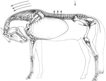 Fig. 9 A horse in hyperflexion with an overstretched back. Due to the extremely  deep position of the head and neck it exhibits a broken neckline, a strongly  (incorrectly) lifted back, and a straight croup (overextended sacro-lumbar joint  with the hind l