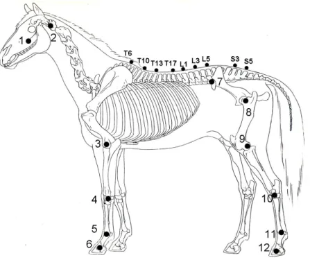 Fig. 12 Marker positions with anatomical reference points: 1: Distal part of facial  crest, 2: the cranial end of the wing of atlas, 3: the transition between the proximal  and the middle thirds of the lateral collateral ligaments of the elbow joint, 4: ul
