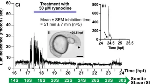 Fig. 12. Effect of 2-APB and ryanodine on the trunk Ca2+ signals.