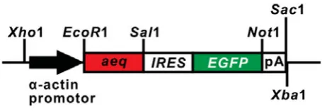 Fig. 1. Map of the p-KS-aeq-IRES-EGFP plasmid.