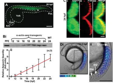 Fig. 2. Characterization of the trans-