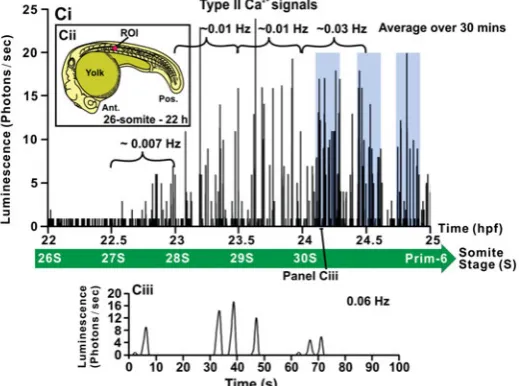 Fig. 3. The changes in [Ca2+period of significantly reduced Cainterest (ROI) of ~1.24 mmat 24.5 hpf