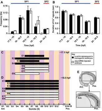 Fig. 4. Characteristics of the SP1 and SP2 Casignals generated in somites 8 of representativeto formed somites of the trunk Caand 24-24.5 hpf