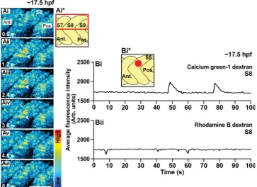 Fig. 5A shows an example of two promi-nent Ca2+ signals that were visualizedfrom two individual muscle cells located