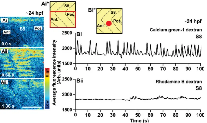 Fig. 7 (above). A Ca2+ signal generated in a single muscle cell in the trunk of an intact embryo
