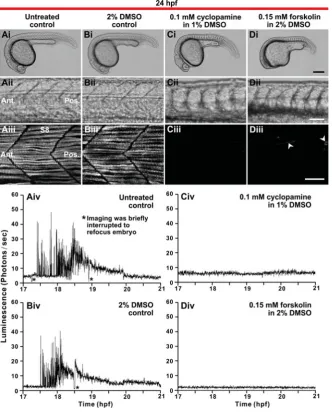 Fig. 9. Effect of cyclopamine and forskolin onslow muscle development and Ca5.5 hpf with each of the untreated and drug-treated embryos).mM cyclopamine or images of embryos at 24 hpf that were either untreated (controls), or else that were treated from2+ s