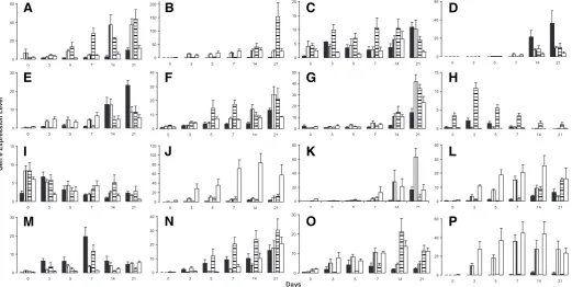 Fig. 1. Mean+SEM normalised gene expression values for Complex Protein 3 (SCP3), (IPF1), Shef3 Toll-Like Receptor 4 (TLR4) and (A) DEAD/H BOX 4 (VASA), (B) Solute Carrier Family 2 (SLC2A2), (C) Synaptonemal(D) Neurogenic Differentiation 1 (Neuro D1), (E) I