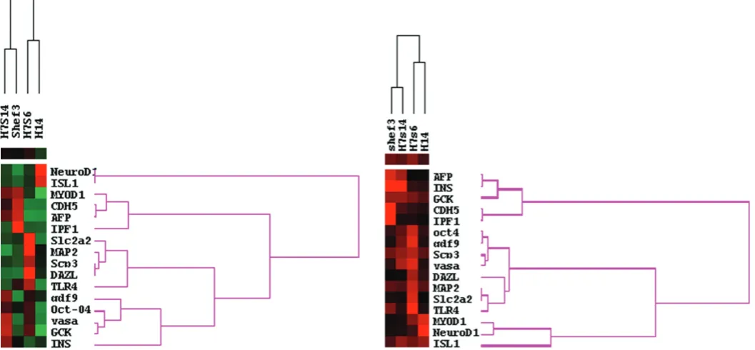 Fig. 2 (left). Cluster analysis of gene expression patterns of differentiated karyotypically normal (H7.s14 and Shef3) and abnormal (H7.s6 andH14) human ES cells.compared to average pattern of expression and green denotes low activity