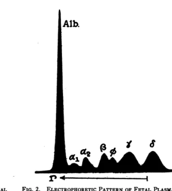 FIG. 2. ELECTROPHORETIC PATTERN OF FETAL PLASMA NUMBER 5, DILUTED 1:2.78, AFTER ELECTROLYSIS FOR 14,000 SECONDS AT 5.33 VOLTS PER CM.