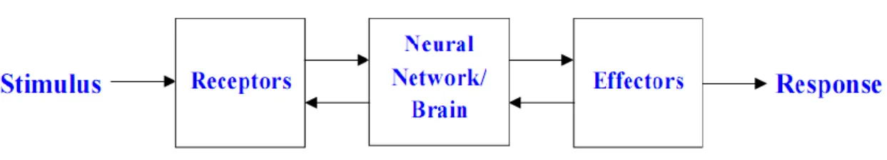 Fig 1.1 Block Diagram of a Human Nervous System. 