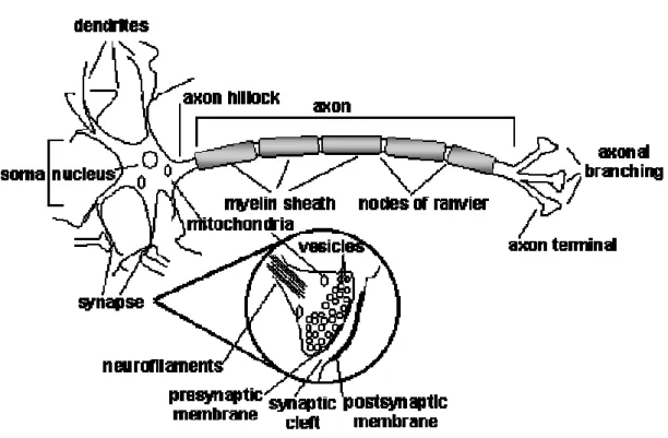 Fig 1.2 Schematic diagram of a Biological Neuron 