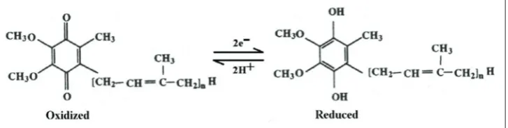 Fig. 1: Oxidized and reduced forms of coenzyme Q: In humans, the number of isoprene units (n) is 10
