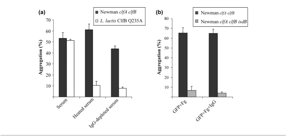 Fig. 4. Role of complement and IgG in platelet aggregation. (a) Strains L. lactis ClfB Q235A and Newman clfA clfB werewashed and added to GFP supplemented with fibrinogen (Fg) and 10 % human serum (heated to 56 6C or IgG depleted)