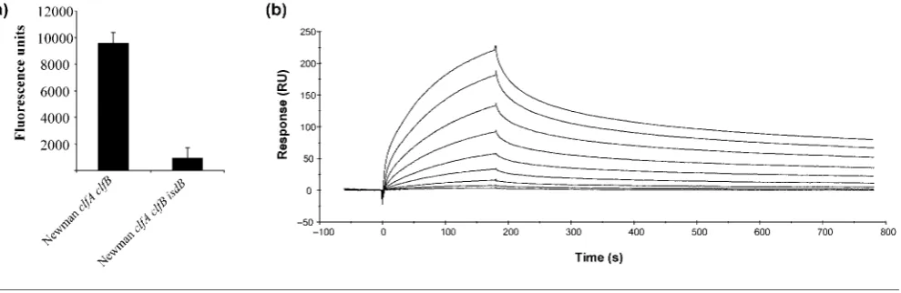 Fig. 6. Direct interaction of IsdB with GPIIb/IIIa. (a) Bacterial strains were fluorescently stained and incubated at 37microtitre plates coated with GPIIb/IIIa