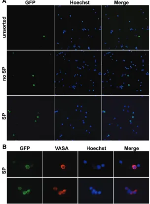 Fig. 3. Immunofluorescence for the germ cell specific VASA protein on Oct4-EGFP cells isolated from 13.5 dpc testes of CD-1 x OG2-F1 mice.VASA protein on SP cells