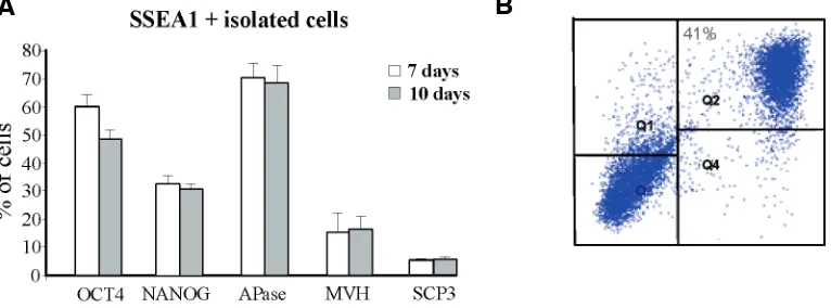 Fig. 2. Representative immunofluorescence for MVH (A) and SCP3 (B,C) performed on ESCmonolayers after 10 days of culture