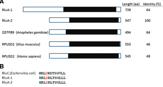 Fig. 1. Insertion of the E7-2-36 P-element. The P-element of resides between E7-2-36RluA-1 and RluA-2