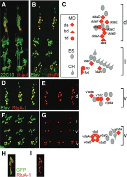 Fig. 3. RluA-1 mRNA expression in