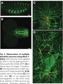 Fig. 5. Observation of multiple