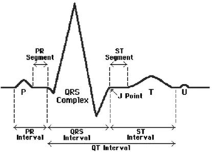 Fig 3.1 QRS waveform [30] 