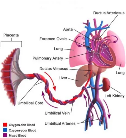 Figure 1.2: Fetal Circulation