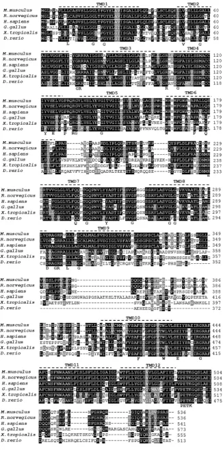 Fig. 3. Multiple sequence alignment and aminoacids sequence identity of Glut10 protein withGLUT10 orthologous proteins in various species.The deduced amino acids sequence of Glut10 was
