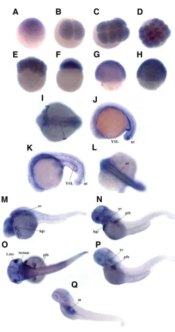 Fig. 4. Whole-mount in situ hybridization analysis of slc2a10 expres-sion during zebrafish development.stage in 72-hpf embryos nt, notochord; pfb, pectoral fin buds; op, otic placode; ov, otic vesicles;notochord distributed from the 1-cell stage to the 1k-