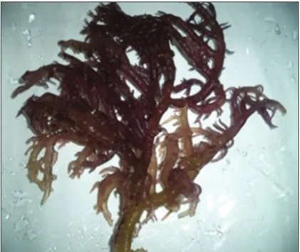 Fig. 1: Kappaphycus alvarezii (red seaweeds)