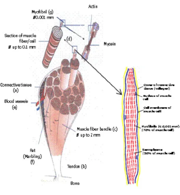 Fig. 1: Muscle structure 