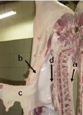 Fig. 10: Pork carcass with  backfat (a), belly (b), leafe fat  (c) and kidney fat (d) 