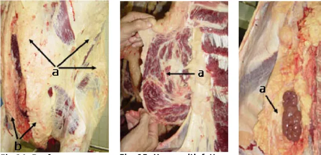 Fig. 17: Chicken skin to be 