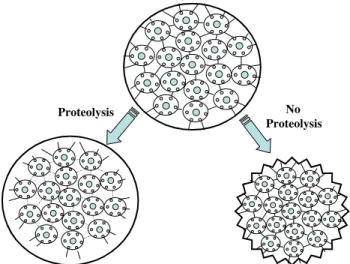 Fig. 1. Schematic over viewing the potential changes in muscle cell diameter during postmortem aging as inﬂuenced by proteolysis.